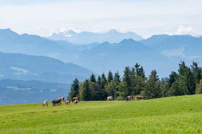 Auf dem Pfänderrücken