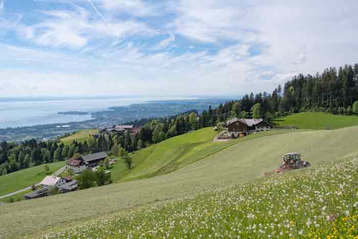 Heuernte am Pfänder